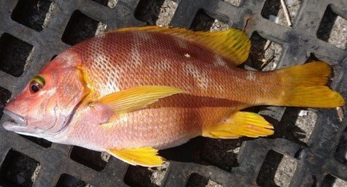 魚のアップ写真