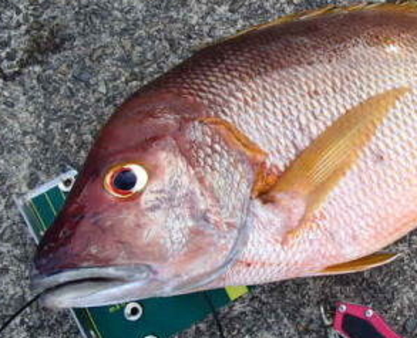 フエダイって釣ったことある？釣り方+おすすめタックルや食べ方をチェック！