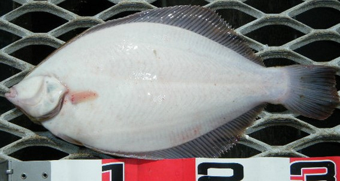 魚のアップ写真