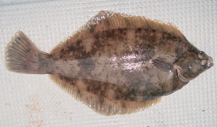 魚のアップ写真