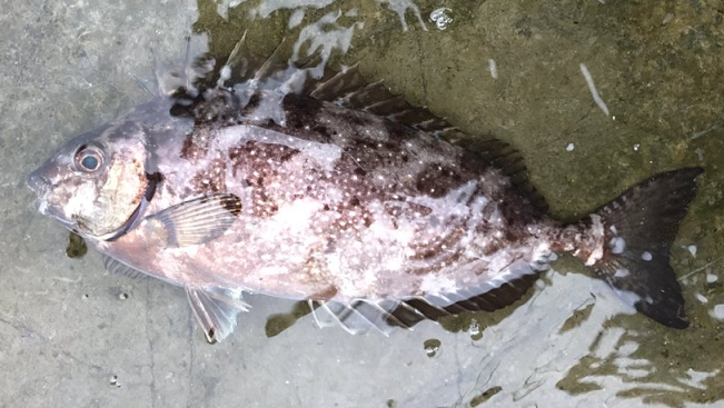 魚のアップ写真