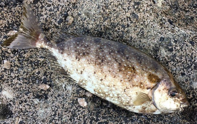 魚のアップ写真