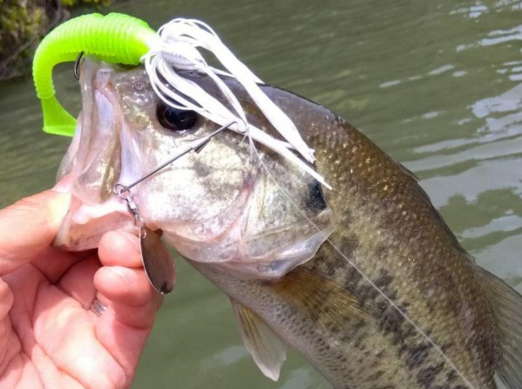 魚とルアーのアップ写真