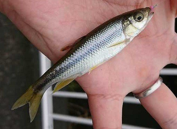 魚のアップ写真