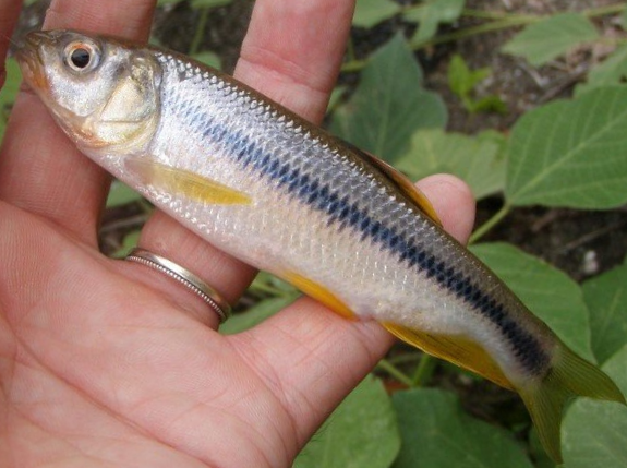 魚のアップ写真