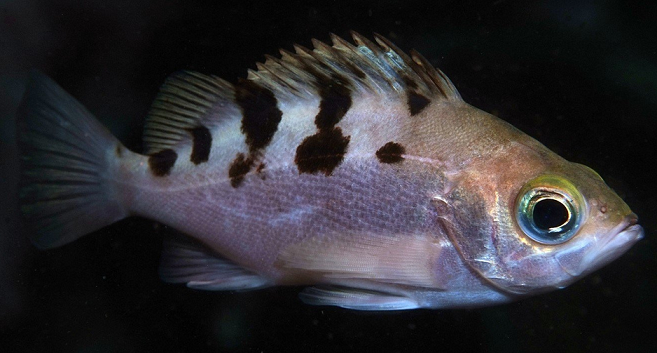 魚のアップ写真