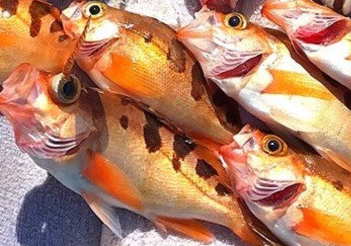 トゴットメバルってどんな魚なの？特徴や釣り方&食べ方を知りたい！