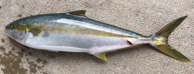 魚のアップ写真