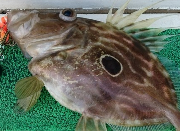 魚のアップ写真