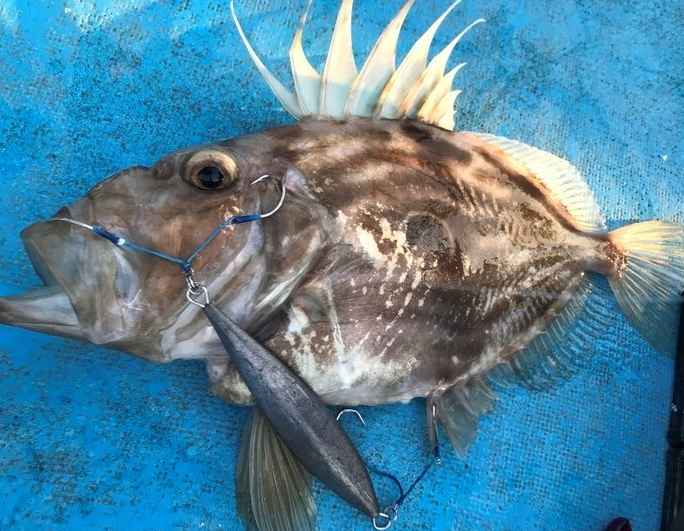 魚のアップ写真