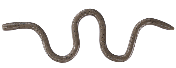 ワームのアップ写真