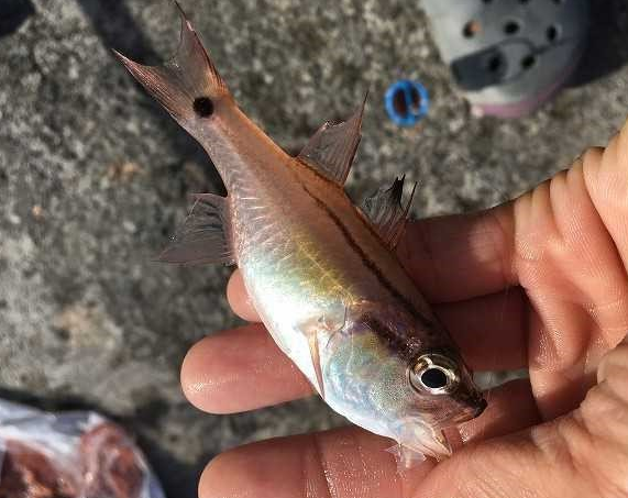 魚のアップ写真