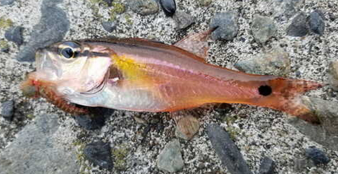 魚のアップ写真