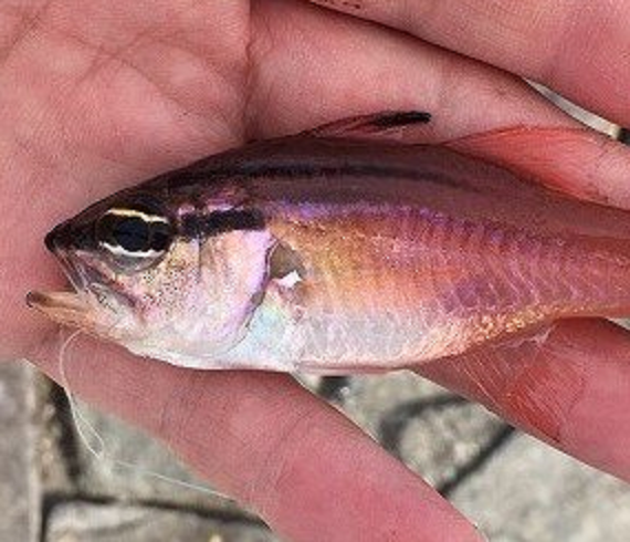 ネンブツダイの釣り方や食べ方を知りたい！ライトソルトゲームで釣れる海のターゲット