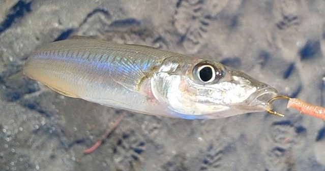 魚のアップ写真