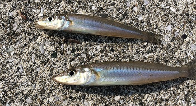 魚のアップ写真