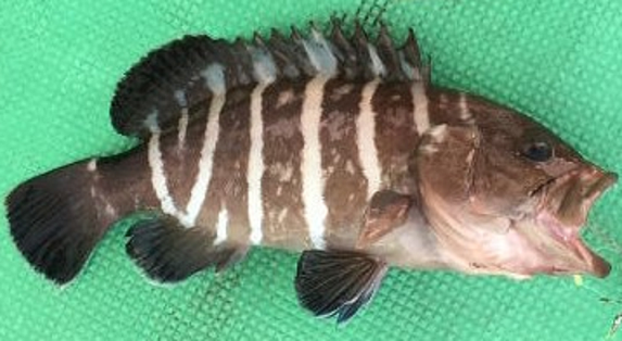 魚のアップ写真