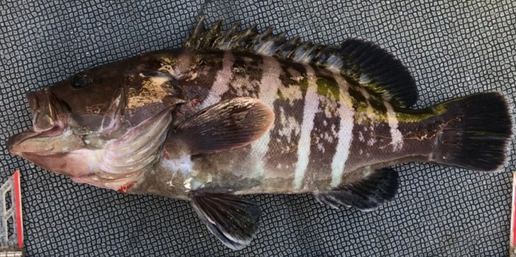 魚のアップ写真