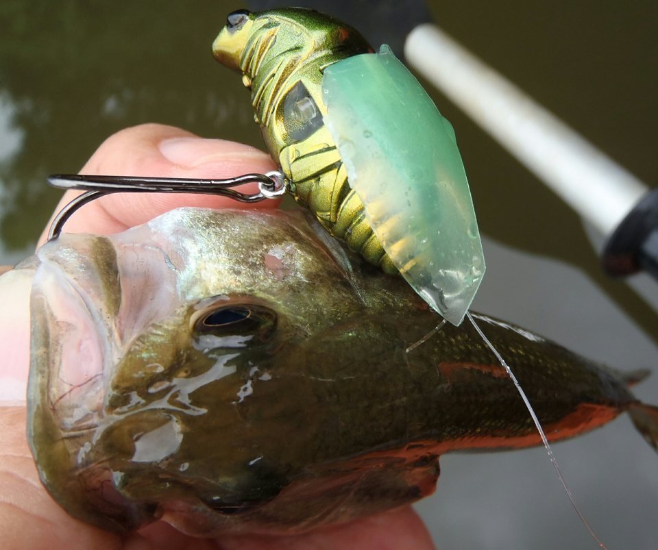 バス　ルアー　写真