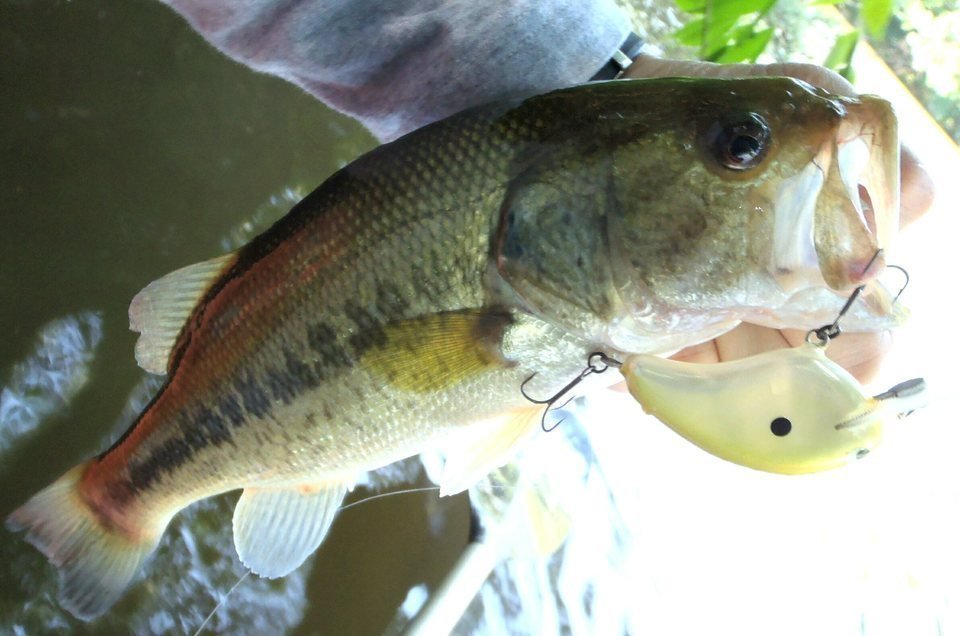 バス　ルアー　写真