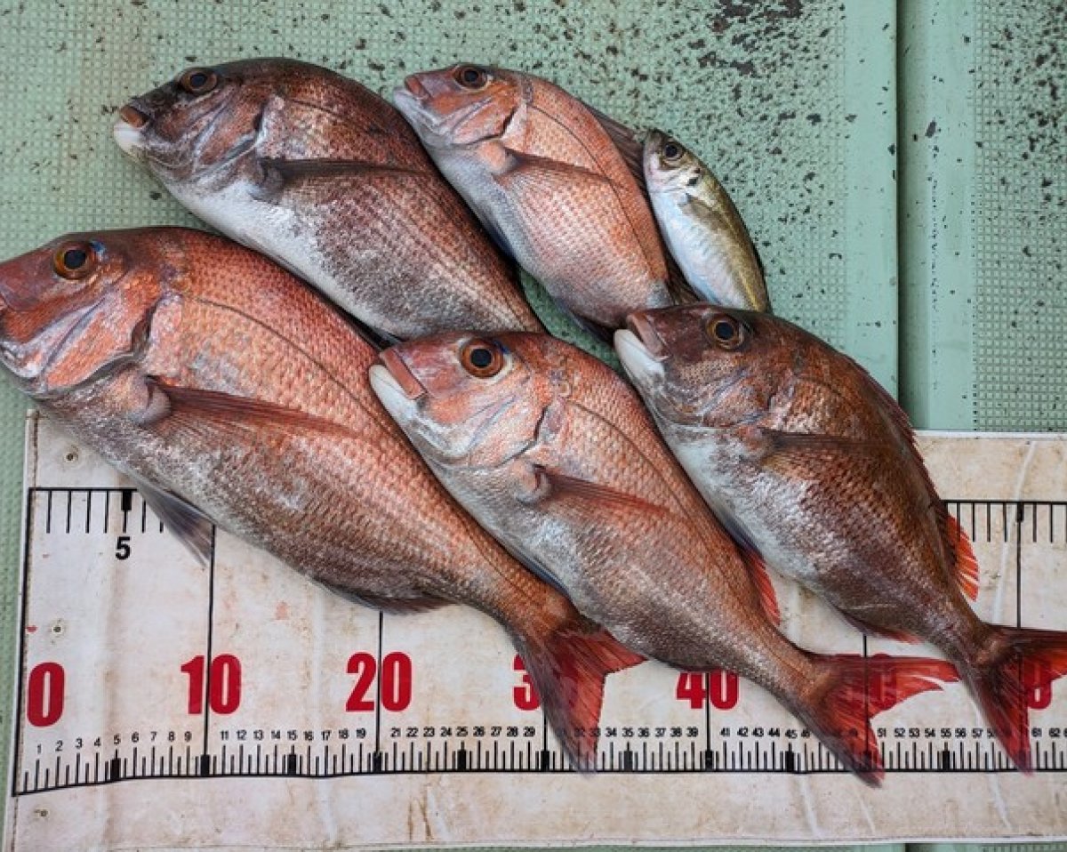 【釣果速報】和歌山県海斗丸でマダイ絶好調！今後はますます大鯛の数釣りが楽しめるそうですよ！