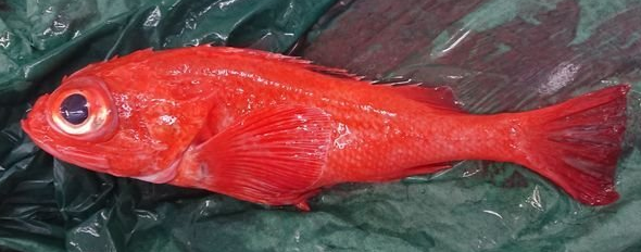 魚のアップ写真