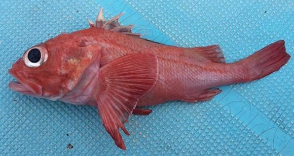 魚のアップ写真