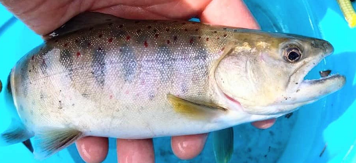 魚のアップ写真