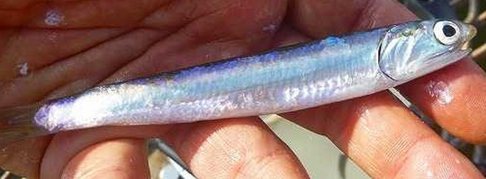 魚のアップ写真