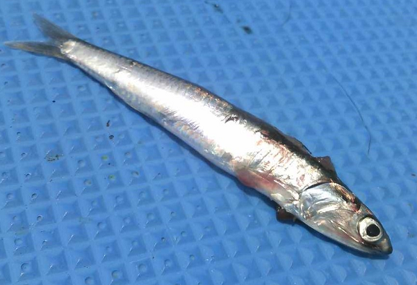 魚のアップ写真