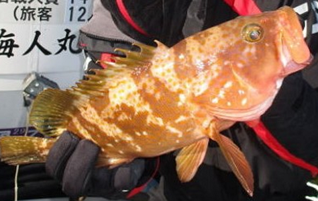 キジハタって釣ったことある？おすすめの釣り方+食べ方をピックアップ