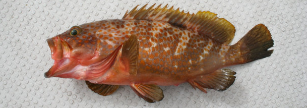 魚のアップ写真