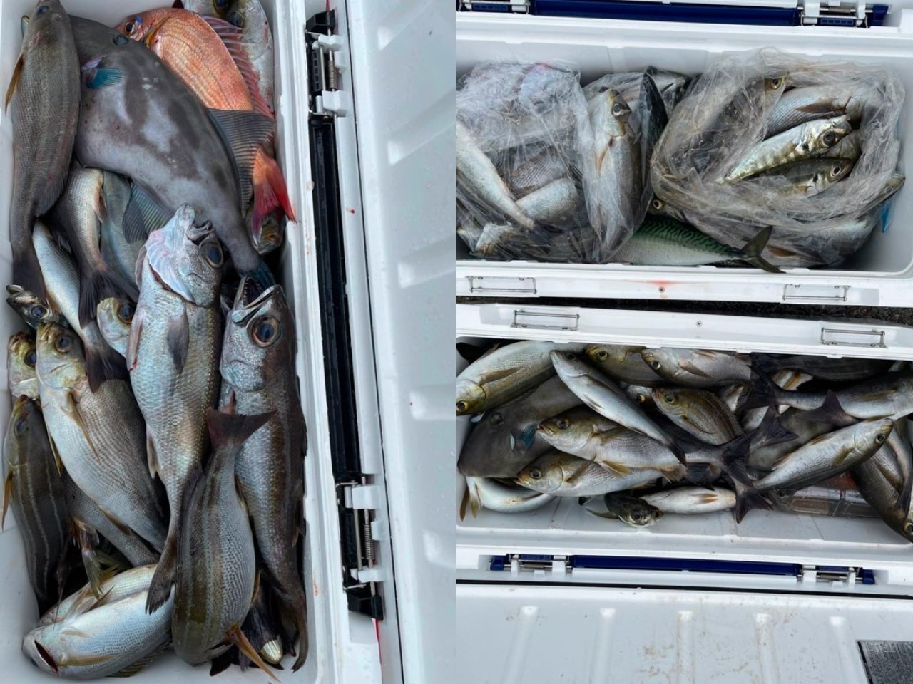 【釣果速報】イサキ・クロムツ・アジなどオールスター集う！人気魚種をバラエティ豊かに釣りたいなら千葉県新栄丸に乗船だ！