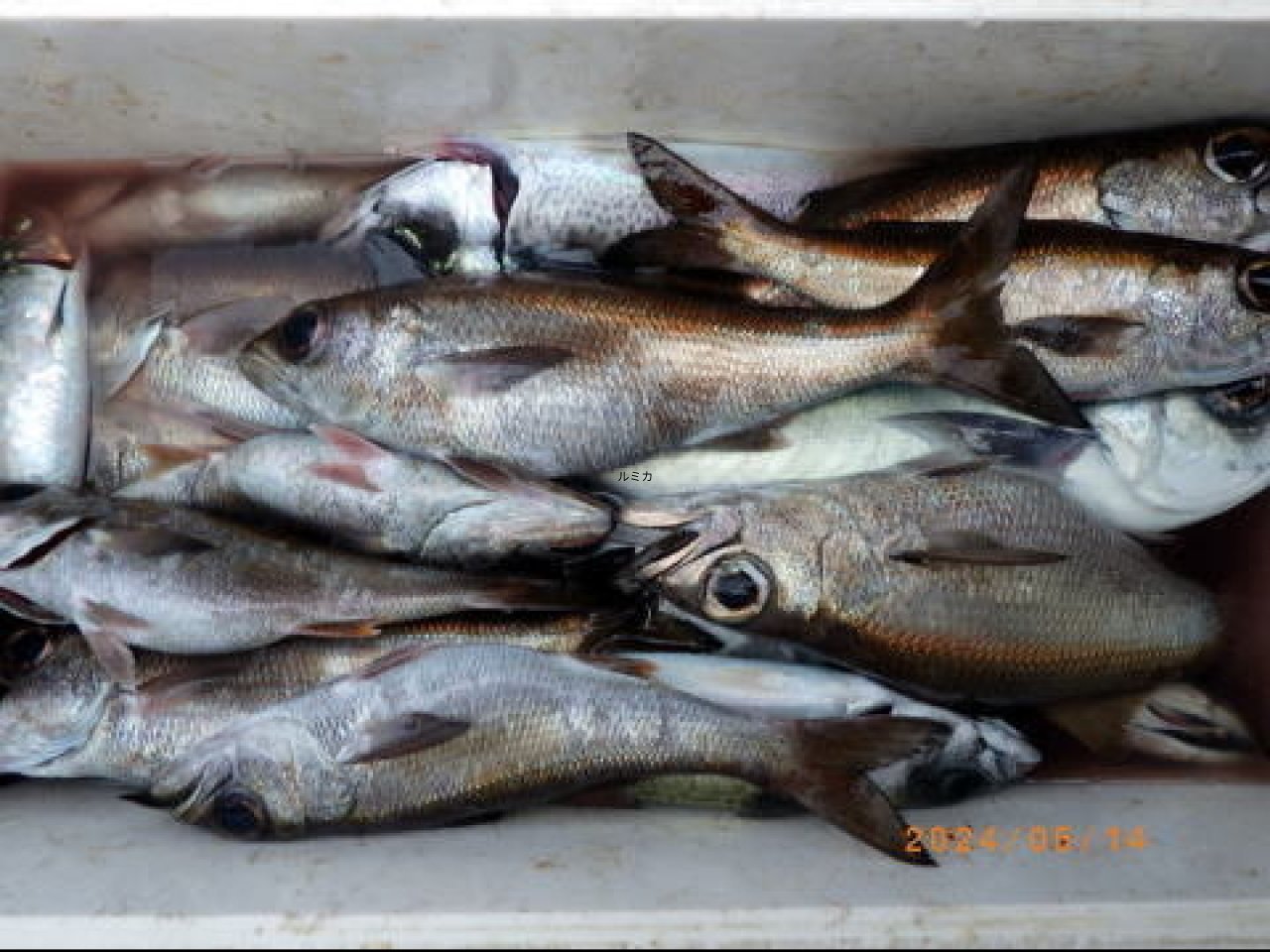 【釣果速報】千葉県聡丸で超高級魚クロムツを全員GET！竿頭はなんと20匹！めでたい魚で好発進をキメよう！  