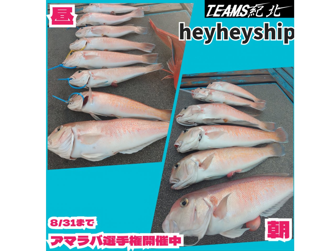 【釣果速報】和歌山県heyheyshipでシロアマダイ合計8匹！憧れの超高級魚をゲットできるチャンスを絶対に逃すな！