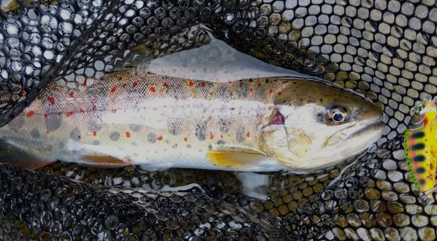 魚とルアーのアップ写真