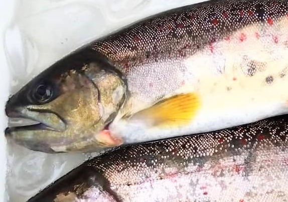 魚のアップ写真