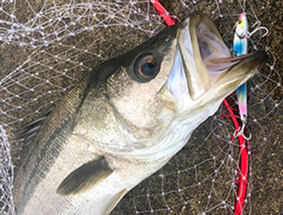 魚とルアーのアップ写真