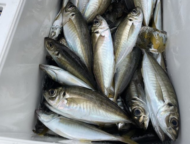 魚のアップ写真