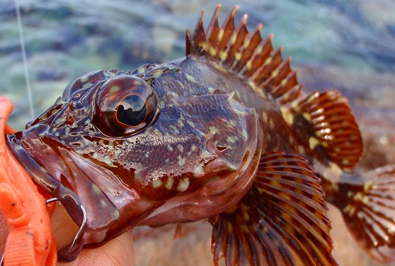 魚のアップ写真
