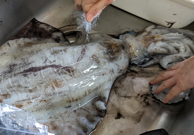 アオリイカのアップ写真