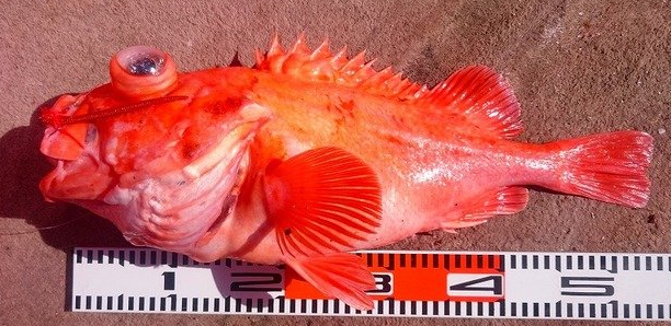 魚のアップ写真