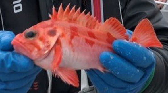 魚のアップ写真