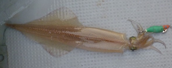 イカのアップ写真