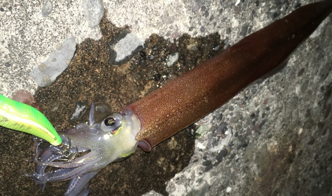 イカのアップ写真