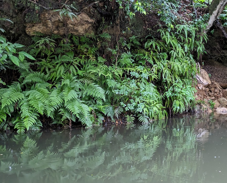池の写真