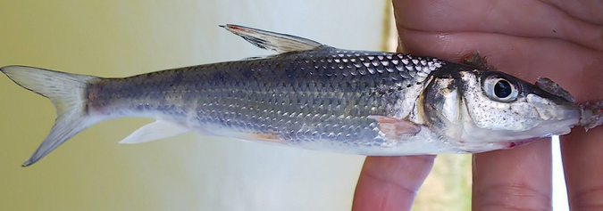 魚のアップ写真