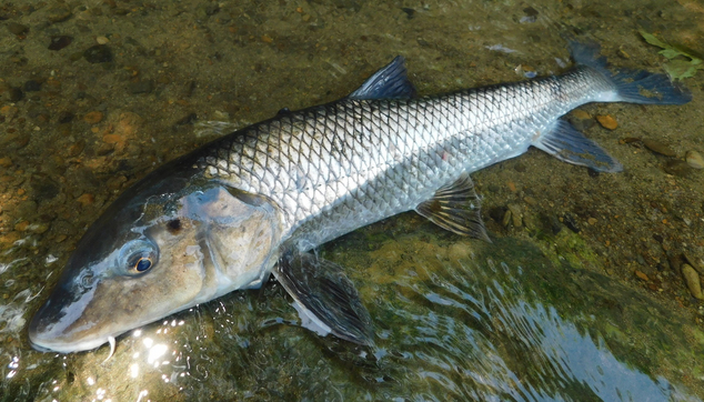 魚のアップ写真