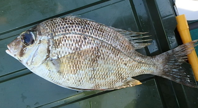 魚のアップ写真