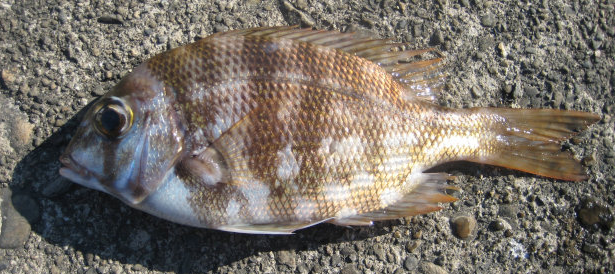 魚のアップ写真